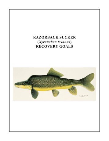 Razorback Sucker - Recovery Goals - Upper Colorado River ...