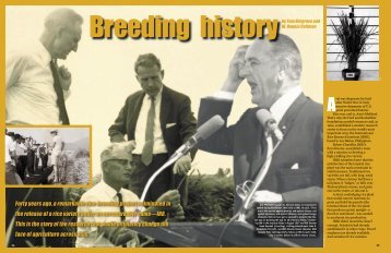 Breeding History - The Golden Rice Project