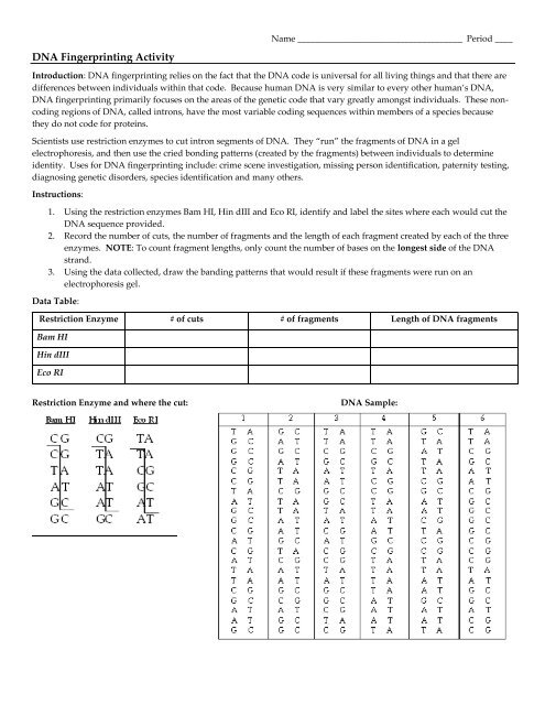 dna-fingerprinting-activity