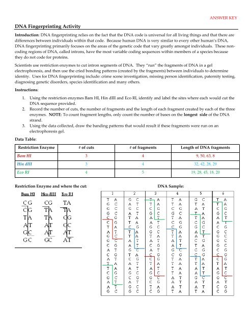 Dna Profiling Worksheet Answer Key + My PDF Collection 2021