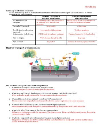 Summary of Electron Transport Electron Transport in Cellular