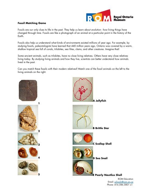 Fossil Matching Game Fossils are our only clues to life in the past ...