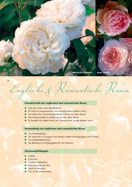 Englische & Romantische Rosen - Bioland Rosenschule Ruf