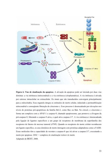 Estudo do papel da proteína induzida por glicocorticóide Anexina ...