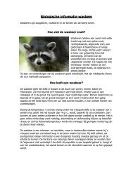 Biologische informatie wasbeer - Diergaarde Blijdorp
