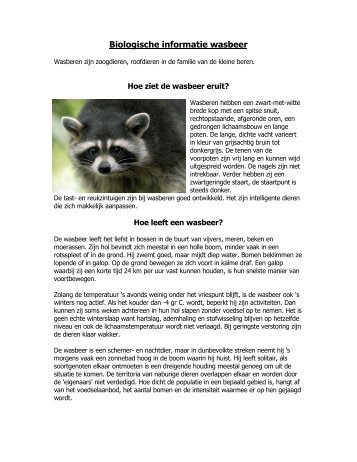 Biologische informatie wasbeer - Diergaarde Blijdorp