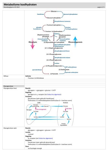 Metabolisme koolhydraten - RozenbergSport.nl