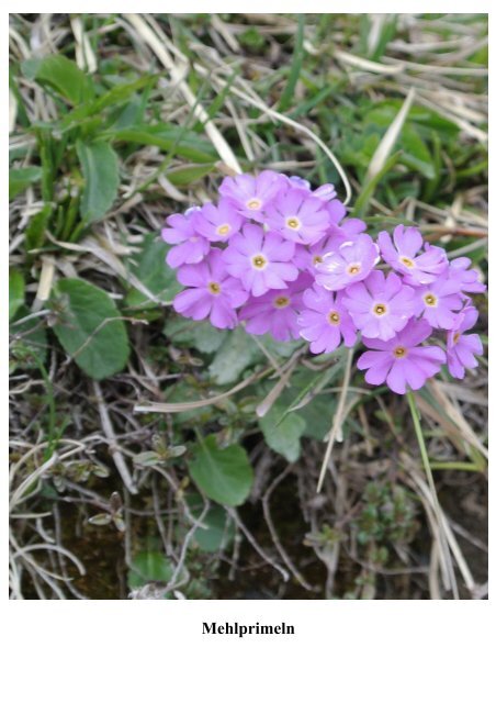 Bergfrühling