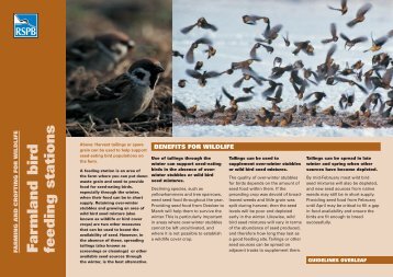 Farmland bird feeding stations advisory sheet - RSPB