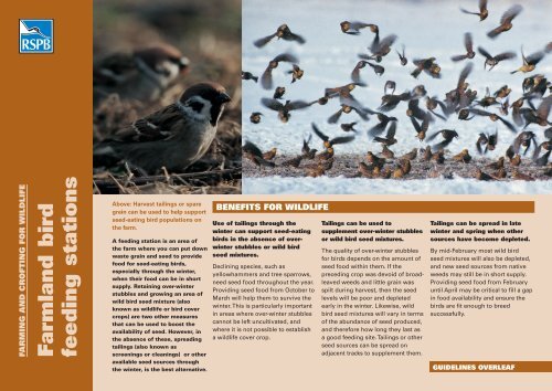 Farmland bird feeding stations advisory sheet - RSPB