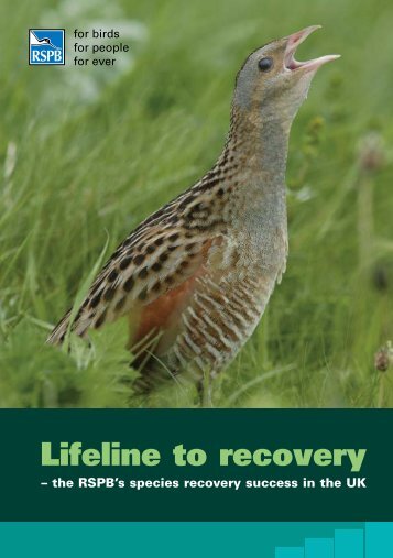 Lifeline to recovery - RSPB