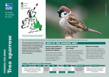 Tree sparrow advisory sheet - RSPB