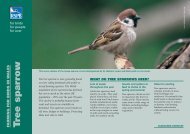 Tree sparrow advisory sheet - RSPB