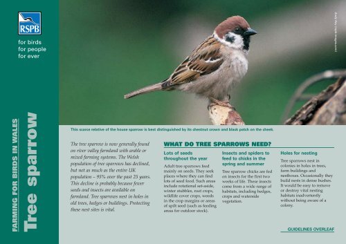Tree Sparrow Rspb Tree sparrow advisory sheet - RSPB