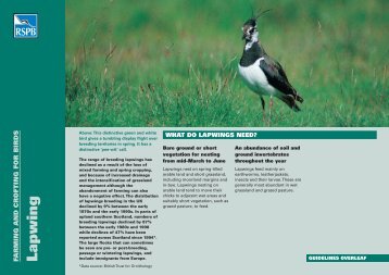 Lapwing advisory sheet - RSPB