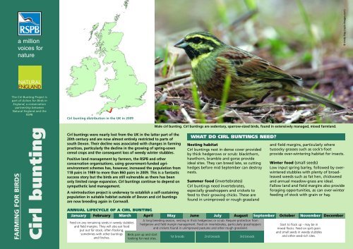 Cirl bunting advisory sheet - RSPB