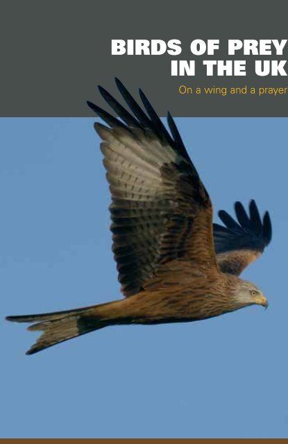 Birds of prey  Derbyshire Wildlife Trust