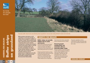 Buffer strips on grassland advisory sheet (England) - RSPB