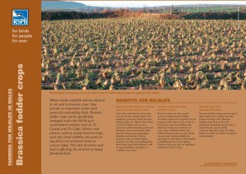 Brassica fodder crops - RSPB