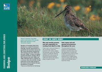 Snipe advisory sheet - RSPB