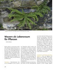 Mauern als Lebensraum für Pflanzen