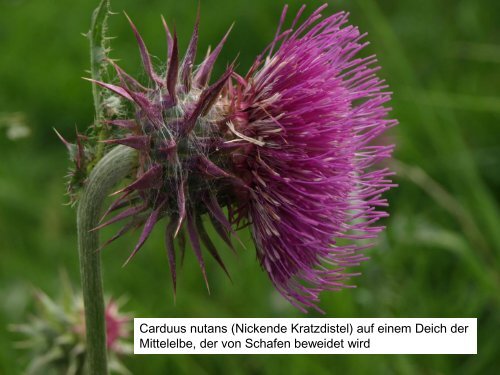 Unkrautfluren auf Viehweiden - Ruderalvegetation