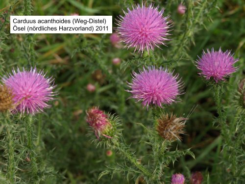 Unkrautfluren auf Viehweiden - Ruderalvegetation