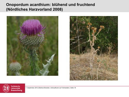 Unkrautfluren auf Viehweiden - Ruderalvegetation