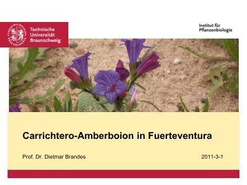 Carrichtero annuae-Amberboion lippii