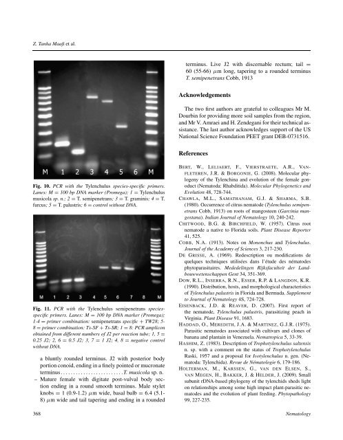 Description of Tylenchulus musicola sp. n. (Nematoda ...