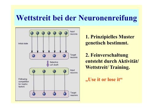 die „kritische Periode“ - Fachbereich Biologie der Universität