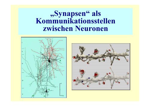 die „kritische Periode“ - Fachbereich Biologie der Universität