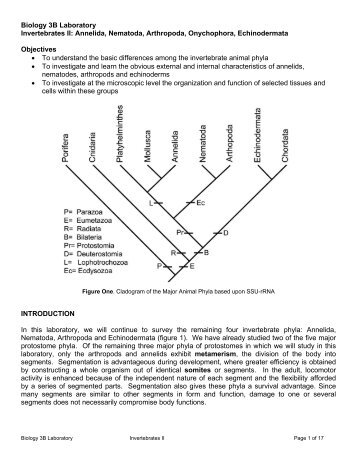 Biology 3B Laboratory Invertebrates II: Annelida, Nematoda ...