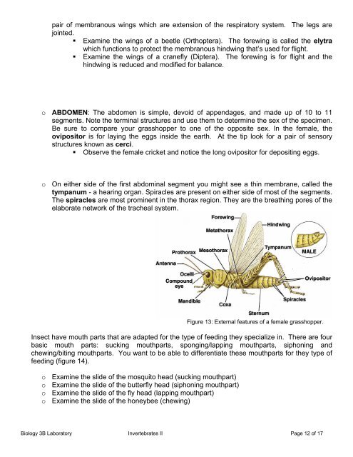 Biology 3B Laboratory Invertebrates II: Annelida, Nematoda ...