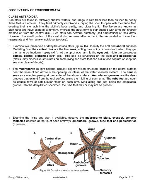 Biology 3B Laboratory Invertebrates II: Annelida, Nematoda ...