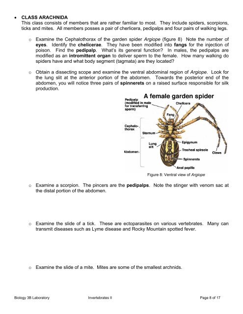 Biology 3B Laboratory Invertebrates II: Annelida, Nematoda ...