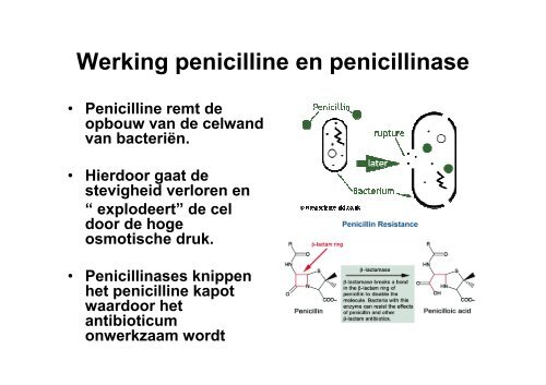 MRSA en ESBL praktijkassistenten (pdf) - Saltro