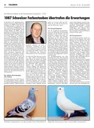 1087 Schweizer Farbentauben übertrafen die Erwartungen