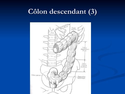 Anatomie Descriptive du Colon