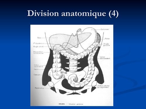 Anatomie Descriptive du Colon