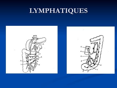 Anatomie Descriptive du Colon