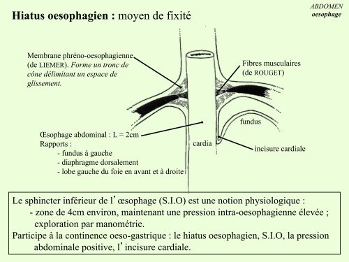 Anatomie Descriptive de l'Oesophage