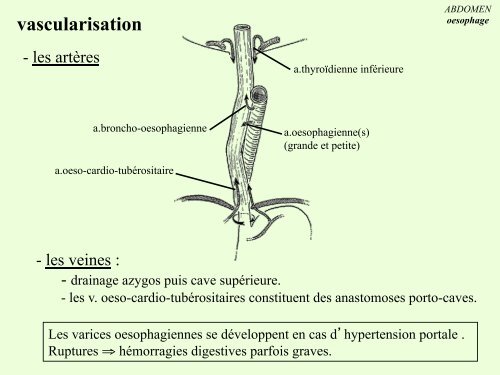 Anatomie Descriptive de l'Oesophage