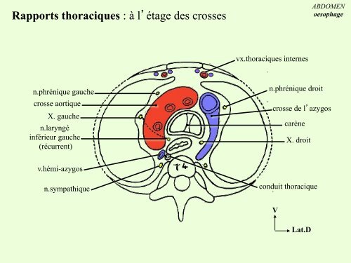 Anatomie Descriptive de l'Oesophage