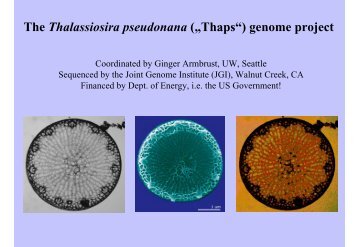 The genome of Thalassiosira pseudonana
