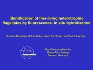 Identification of free-living heterotrophic flagellates by fluorescence ...
