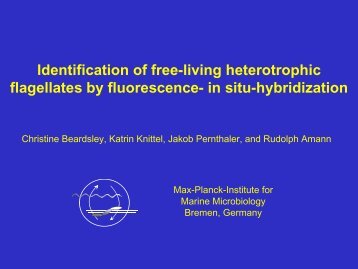 Identification of free-living heterotrophic flagellates by fluorescence ...