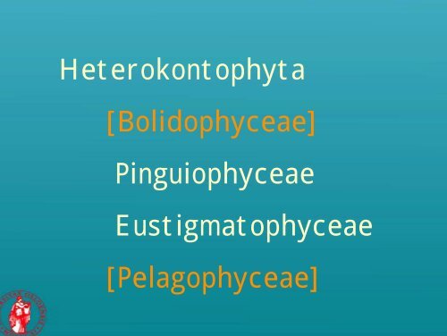 Picoplankton novelties - morphological features of some recently