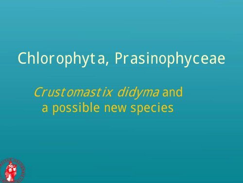 Picoplankton novelties - morphological features of some recently