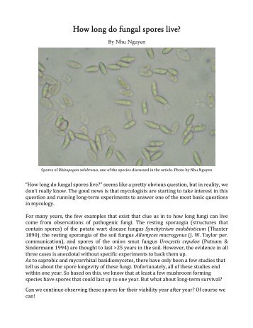 How long do fungal spores live?